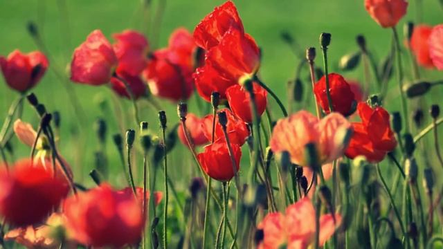 Amapolas vermellas смотреть онлайн