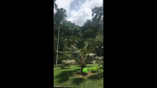 Ботанический сад Пенанга / Penang Botanic garden смотреть онлайн