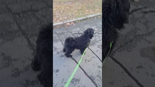 Дарик/Юдар Чёрный Бриллиант(щенок тибетского терьера) смотреть онлайн