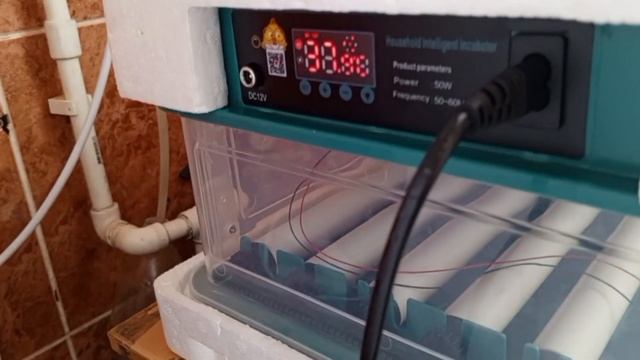 Загрузка перепелиных яиц в инкубатор. Обеззараживание перед инкубацией. смотреть онлайн