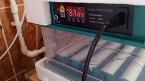 Загрузка перепелиных яиц в инкубатор. Обеззараживание перед инкубацией.