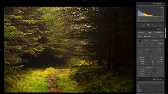 Editing A Woodland Scene In Lightroom. Start To Finish | Autumn In Grizedale Forest смотреть онлайн
