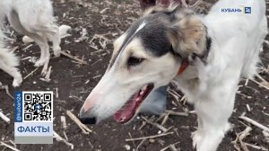 Состязания русских псовых борзых прошли в Ленинградском районе