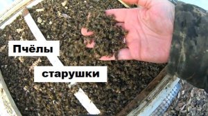 Пчёлы - старушки полезные зверушки.