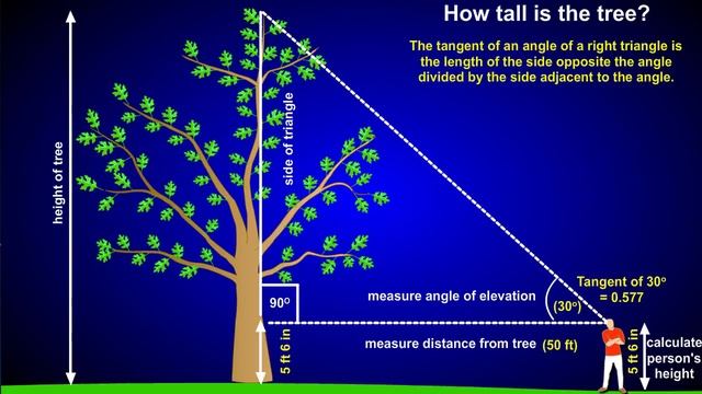 Using Trigonometry to Determine the Height of a Tall Object смотреть онлайн