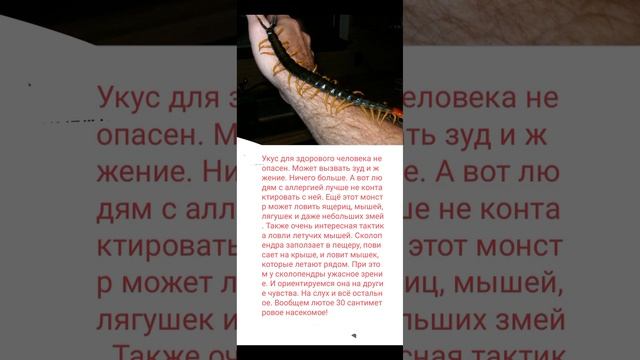 Самые большие насекомые в МИРЕ! Часть 7. смотреть онлайн