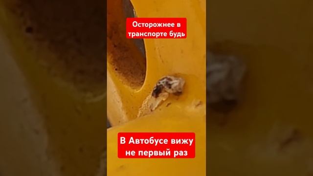 Эта пиявка опасна? смотреть онлайн
