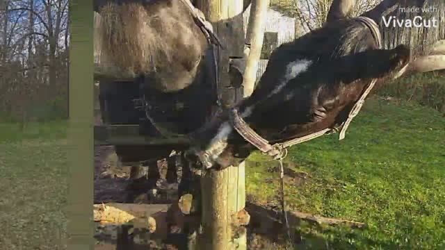 VivaCut_video_1638929344831_HD смотреть онлайн