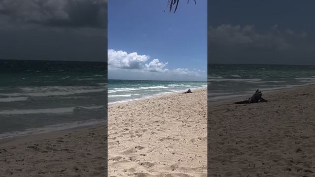 Пляж Kuba, Varadero. Melia Peninsula Varadero июнь 2021г смотреть онлайн