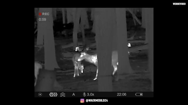 Anblick mit dem PULSAR Axion XM30F Wärmebild-Handgerät 🔴 смотреть онлайн