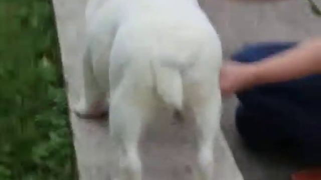 CALVIN KLEIN ALVITAL GENMAX 4 MON. MALE FOR SALE! смотреть онлайн