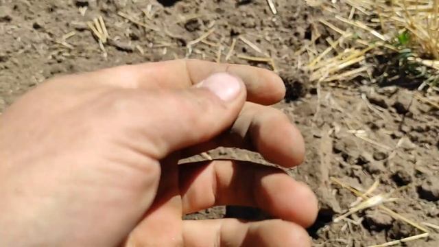 коп с Simplex+ ....И снова империя радует 💪👌🏺⛏️ смотреть онлайн