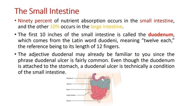 The Digestive System Terminology смотреть онлайн