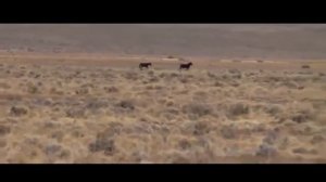 Wild Horses as Native North American BBC Documentary Wildlife Animals
