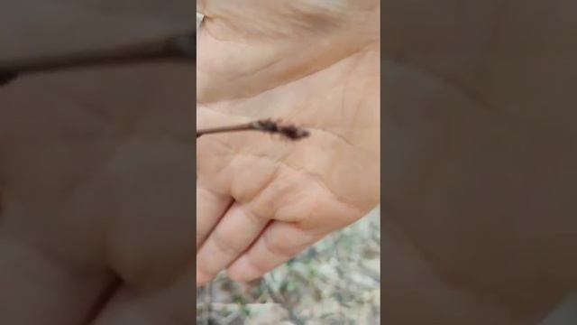 потеплело клещи активизировались. смотреть онлайн