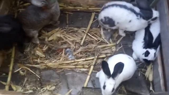 Кролики - несколько взрослых самок посадили в один вольер. Эксперимент продолжается. смотреть онлайн