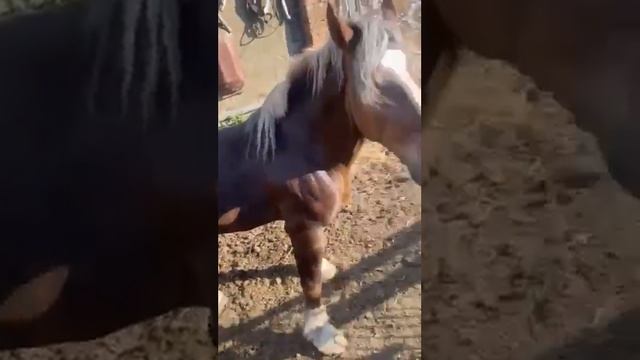 К нам приехали подписчики !Как приятно ,много положительных эмоций! смотреть онлайн