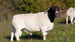 ферма по разведению чистопородных дорперов в России Краснодарского края. т89897680128