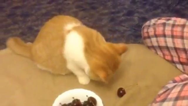 The cat eats the sweet cherry. Neko wa cheri o taberu.Кошка ест черешню . смотреть онлайн