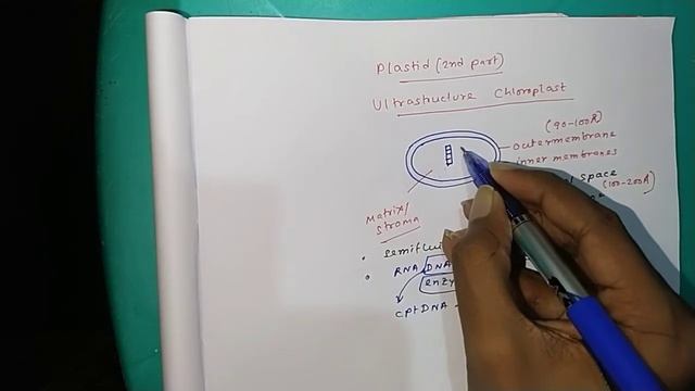 PLASTID (NEET BIOLOGY)-CLASS 11 BIOLOGY #2ndpart- Ultrastructure of chloroplast смотреть онлайн