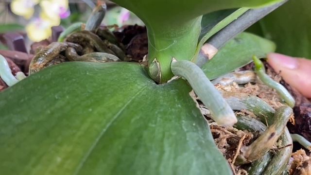 Cho Ăn Hai Tuần Một Lần Cây Lan Sẽ Có Rất Nhiều Hoa Và Rễ Khoẻ смотреть онлайн