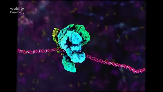 DNA Animations