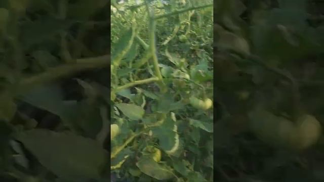 BARBARA F1 (БАРБАРА F1) Велико Плодотворный гибрид рожевого томату. смотреть онлайн