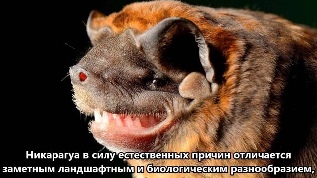 YN2NB Никарагуа. С сайта dxnews.com смотреть онлайн