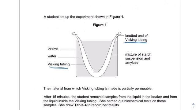 Exam Technique (New AS/A Level) - Q4 Absorption / Biochemical Tests - Secure Specimen Paper смотреть онлайн