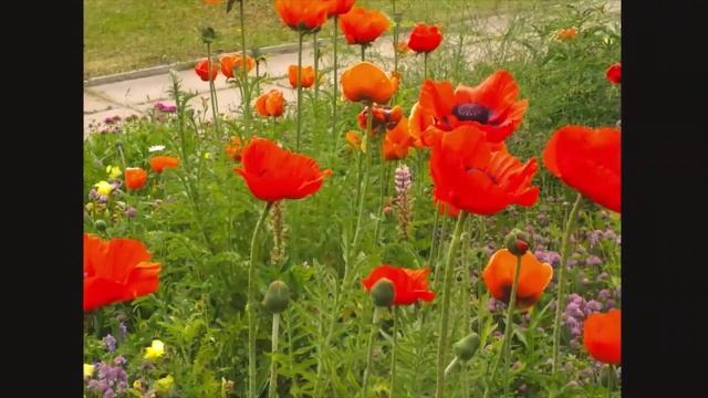 BEAYTIFUL🌹🌹🌹🌺🐝 POPPIES, Lovely plants, garden ,МАКИ прекрасные растения , САД, смотреть онлайн