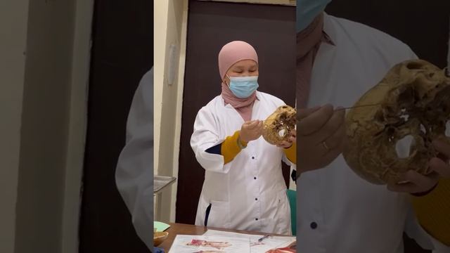 Ұйқы артериялары мен бұғанаасты артериясы смотреть онлайн