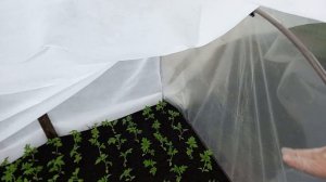 Как пикировать рассаду томатов в теплице. Опыт по выращиванию рассады на продажу.🌱