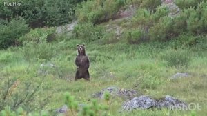 Медведь, встреченный на маршруте.