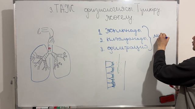 Тыныс алу жолдары. Жөтел. Түшкіру | Физиология курсқа тіркелу👇 смотреть онлайн