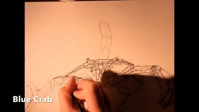 Biomes Project #1 - The Wetlands смотреть онлайн