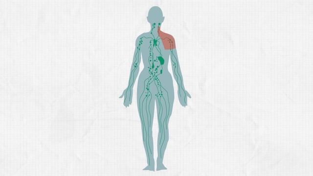 The Lymphatic System Biology for All Лимфатическая система. Биология. смотреть онлайн