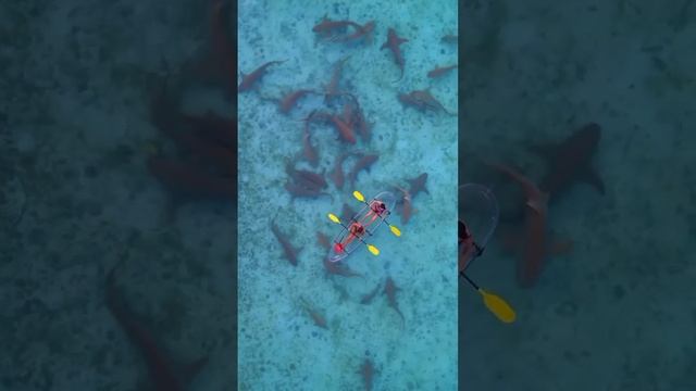 Движение акулАкулы-няньки это хищники, питающиеся в основном мелкой рыбой (например, скатами) смотреть онлайн