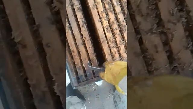 Эксперимент #3.Подсиливаем отводки печатным расплодом смотреть онлайн