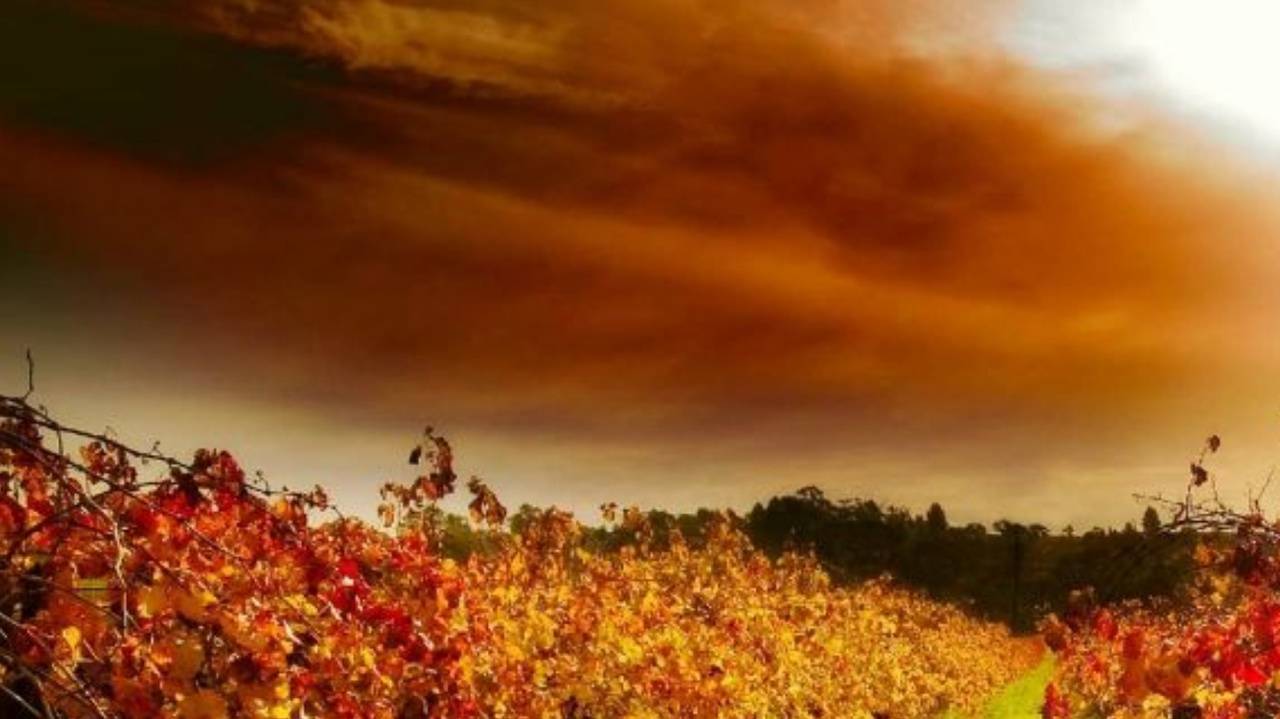 Волшебные палочки/Винограда много не бывает/Погода кАзëл. смотреть онлайн