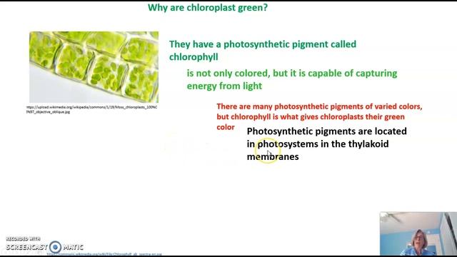 Introduction to Photosynthesis смотреть онлайн