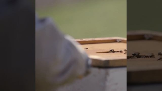 Beekeeper at Work смотреть онлайн