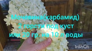 ДАЙТЕ ВЕСНОЙ  МЕТЕЛЬЧАТЫМ ГОРТЕНЗИЯМ  В ОТКРЫТОМ ГРУНТЕ ЭТИ УДОБРЕНИЯ. СХЕМА ПОДКОРМОК