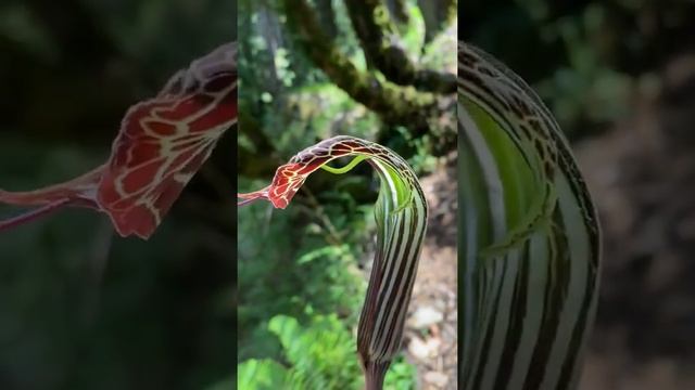 jack-in-the-pulpit plant 😇 смотреть онлайн