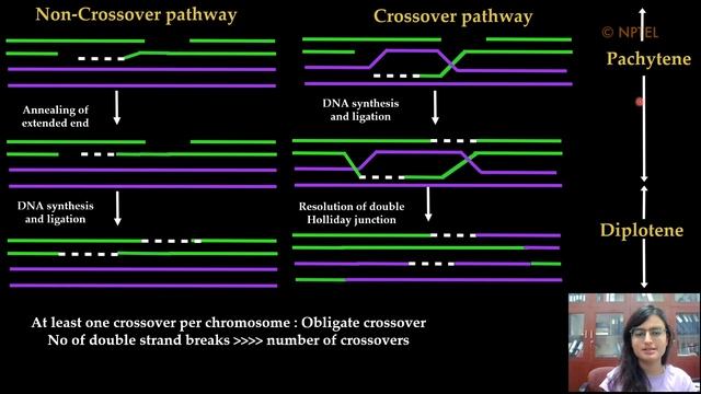 Lec 20 Meiosis Part II смотреть онлайн
