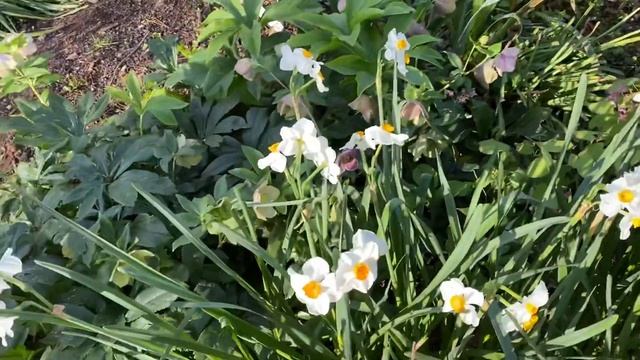 An excellent daffodil, called 'Geranium' смотреть онлайн