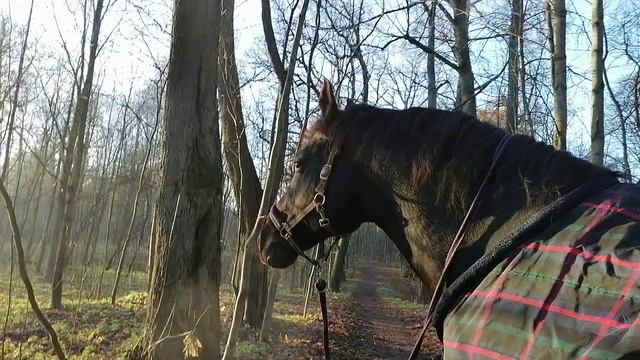 прогулка с конём в ноябре 20241110_153056 смотреть онлайн