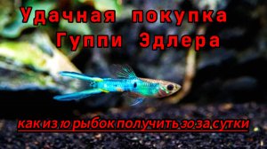 Гуппи Эндлера