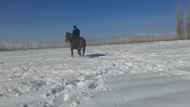 Продается конь рос 182 лет 4 сумма 15000$ 996772404068 смотреть онлайн