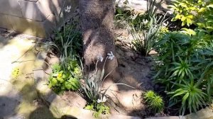 Слизни уже ползают,начинайте обработку как можно раньше #виноград#вредители#слизни#весна2024#