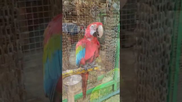 Парк живой природы "Зов джунглей" #геленджик смотреть онлайн